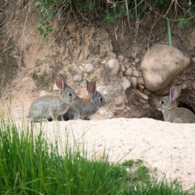 króliki odkrywają skarb archeologiczny