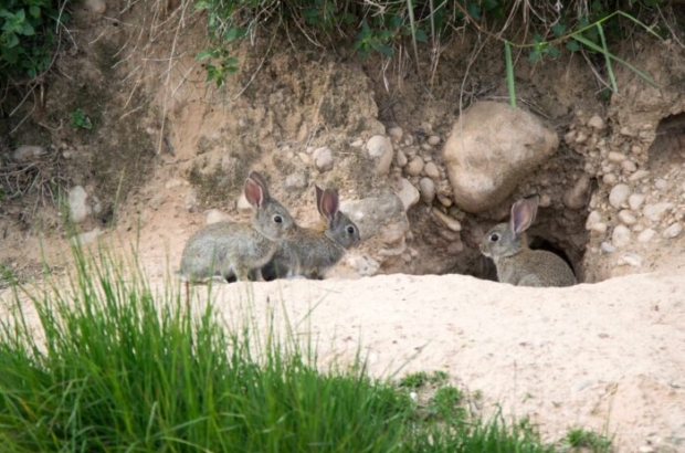 króliki odkrywają skarb archeologiczny