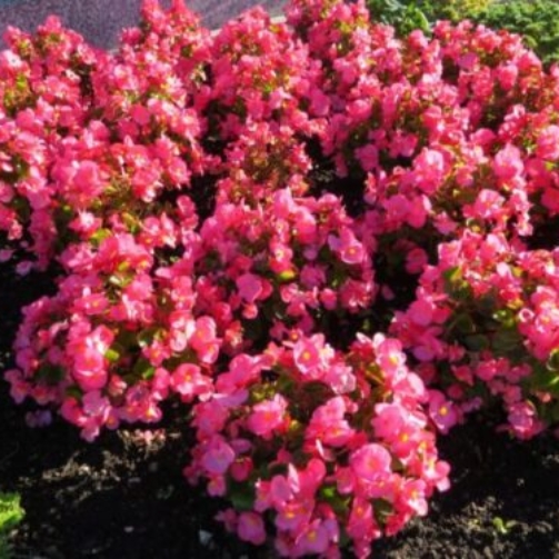 begonia stale kwitnąca