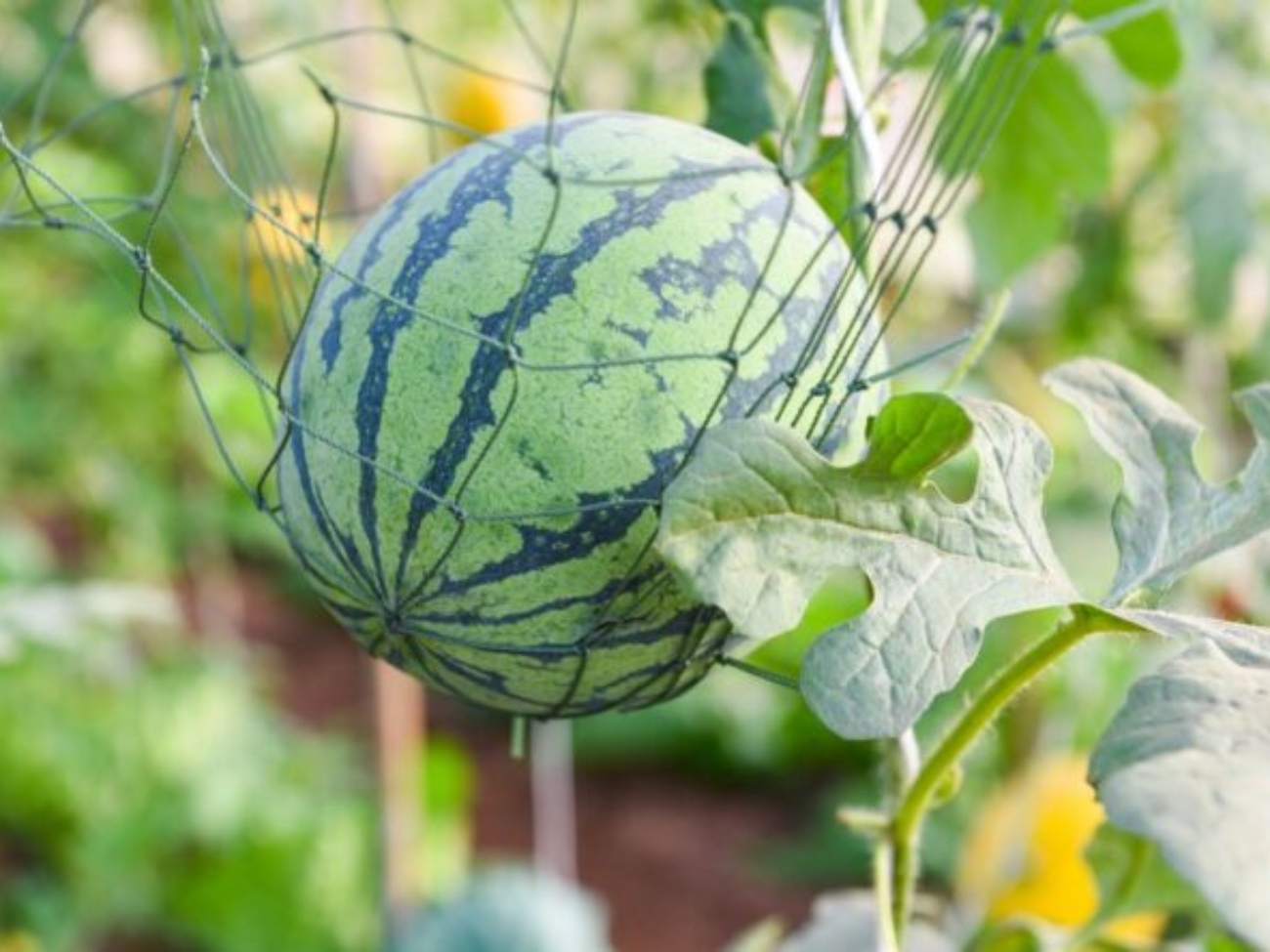 co-sadzic-w-szklarni