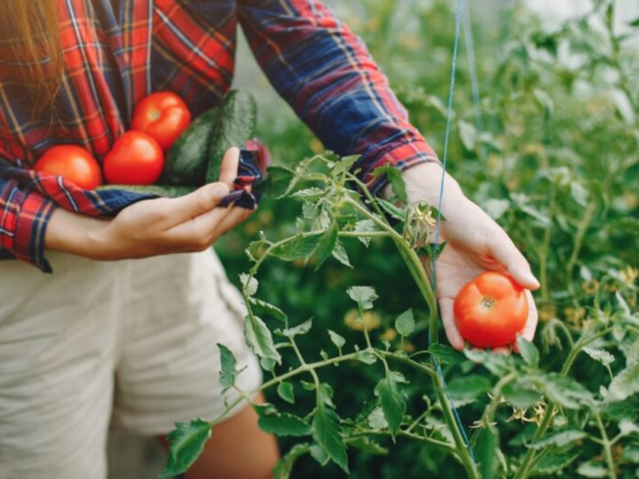 tyczki do pomidorów