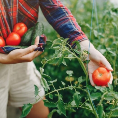 tyczki do pomidorów